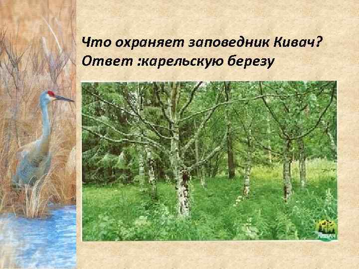 Что охраняет заповедник Кивач? Ответ : карельскую березу 