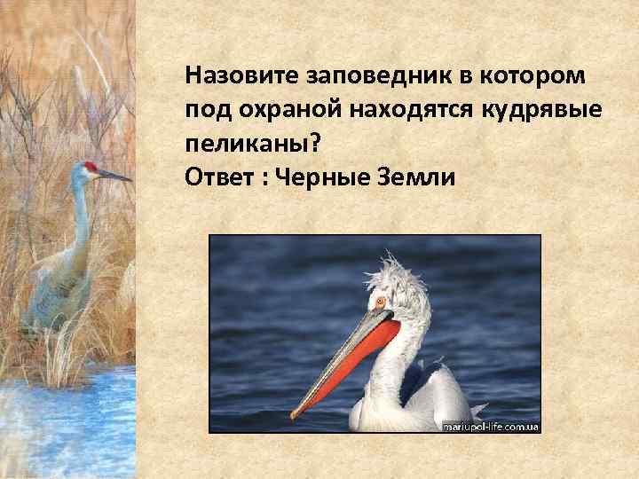 Назовите заповедник в котором под охраной находятся кудрявые пеликаны? Ответ : Черные Земли 