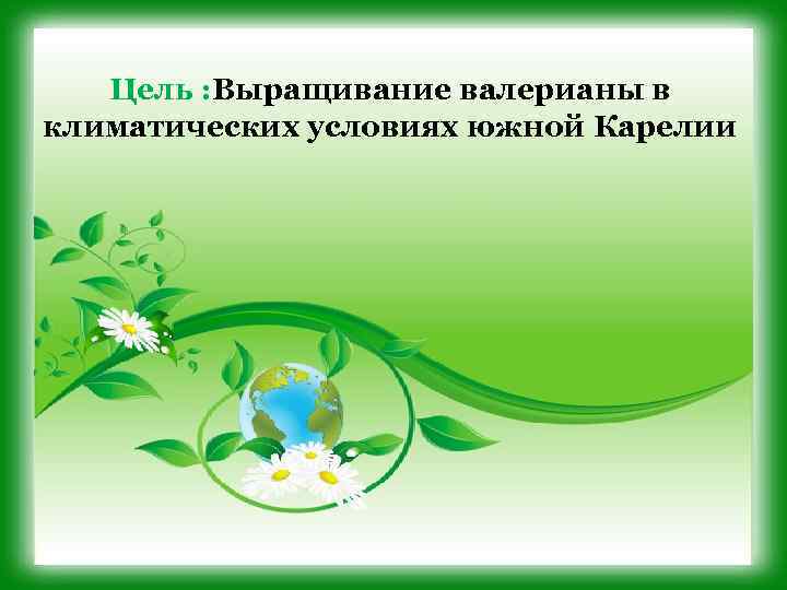Цель : Выращивание валерианы в климатических условиях южной Карелии 