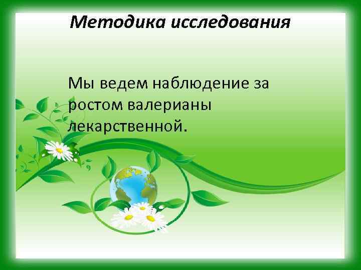 Методика исследования Мы ведем наблюдение за ростом валерианы лекарственной. 