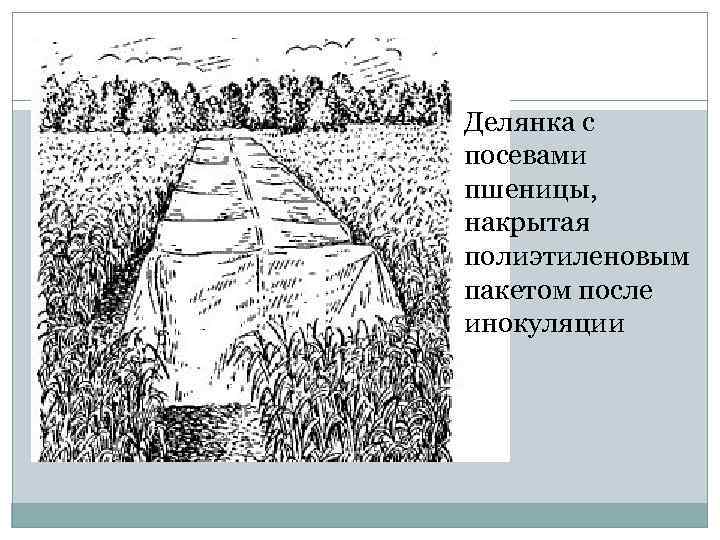 Делянка с посевами пшеницы, накрытая полиэтиленовым пакетом после инокуляции 