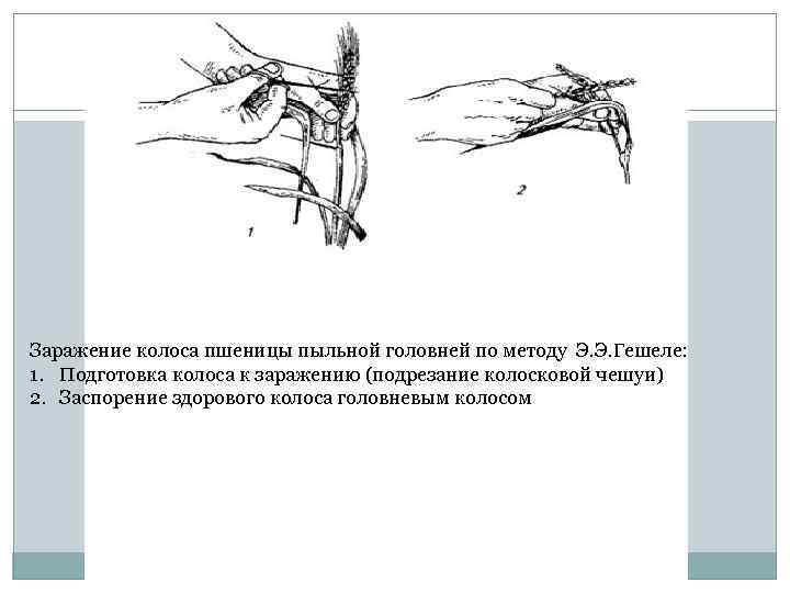 Заражение колоса пшеницы пыльной головней по методу Э. Э. Гешеле: 1. Подготовка колоса к