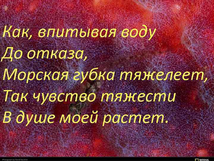 Как, впитывая воду До отказа, Морская губка тяжелеет, Так чувство тяжести В душе моей