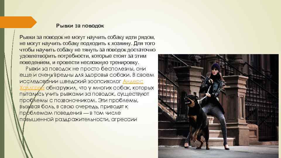  Рывки за поводок не могут научить собаку идти рядом, не могут научить собаку