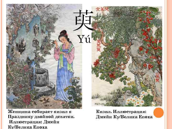 萸 - Yú Женщина собирает кизил к Празднику двойной девятки. Иллюстрация: Джейн Ку/Велика Епоха