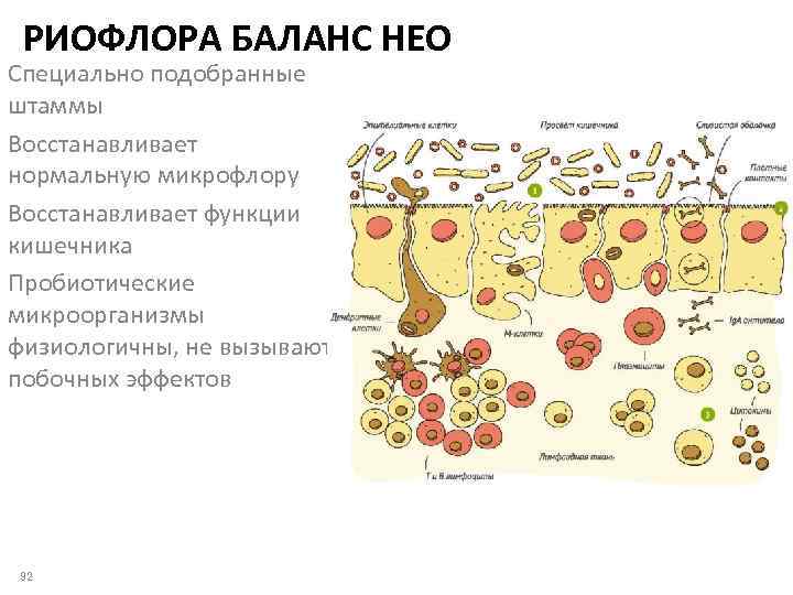 РИОФЛОРА БАЛАНС НЕО Специально подобранные штаммы Восстанавливает нормальную микрофлору Восстанавливает функции кишечника Пробиотические микроорганизмы