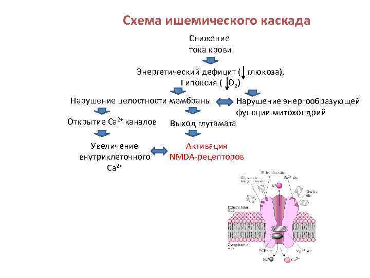 Схема ишемического каскада Снижение тока крови Энергетический дефицит ( глюкоза), Гипоксия ( O 2)