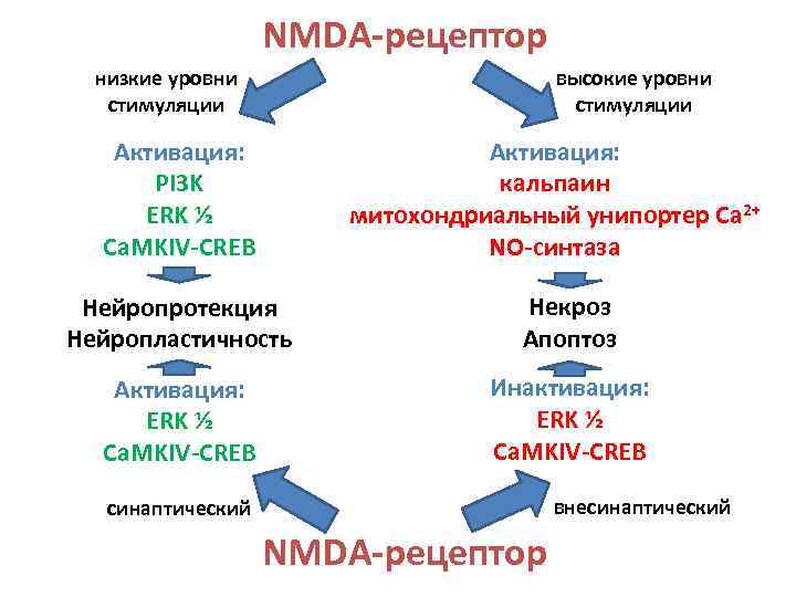 NMDA-рецептор высокие уровни стимуляции низкие уровни стимуляции Активация: кальпаин митохондриальный унипортер Са 2+ NO-синтаза