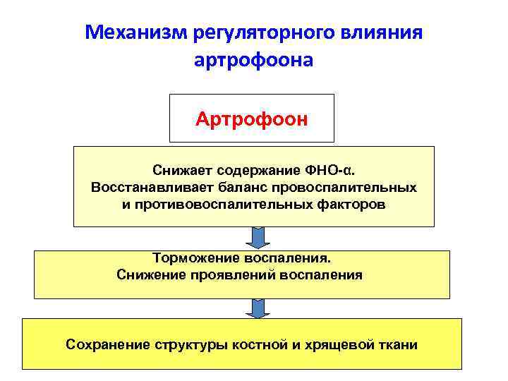 Механизм регуляторного влияния артрофоона Артрофоон Снижает содержание ФНО-α. Восстанавливает баланс провоспалительных и противовоспалительных факторов