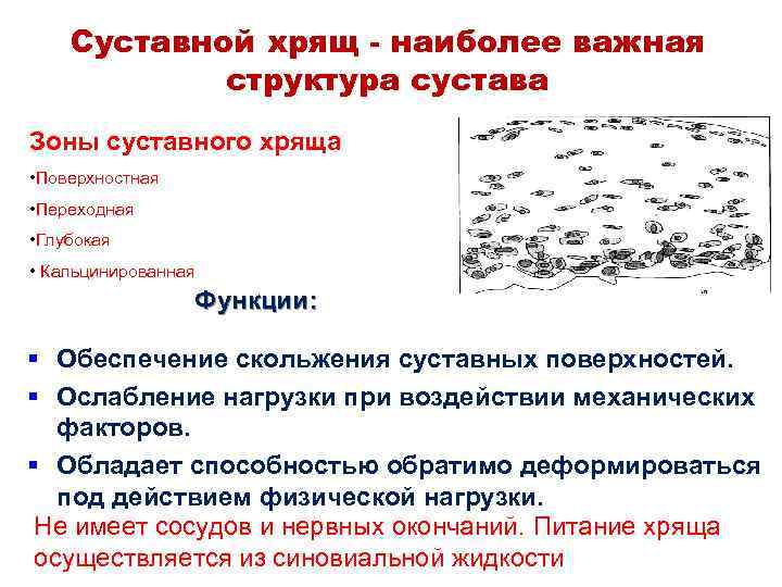 Суставной хрящ - наиболее важная структура сустава Зоны суставного хряща • Поверхностная • Переходная