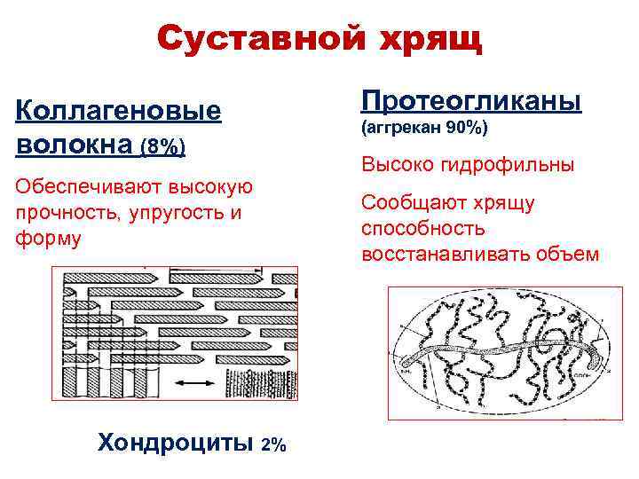 Суставной хрящ Коллагеновые волокна (8%) Обеспечивают высокую прочность, упругость и форму Хондроциты 2% Протеогликаны