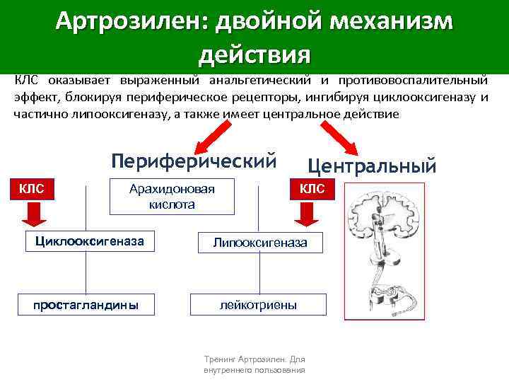 Артрозилен: двойной механизм действия КЛС оказывает выраженный анальгетический и противовоспалительный эффект, блокируя периферическое рецепторы,