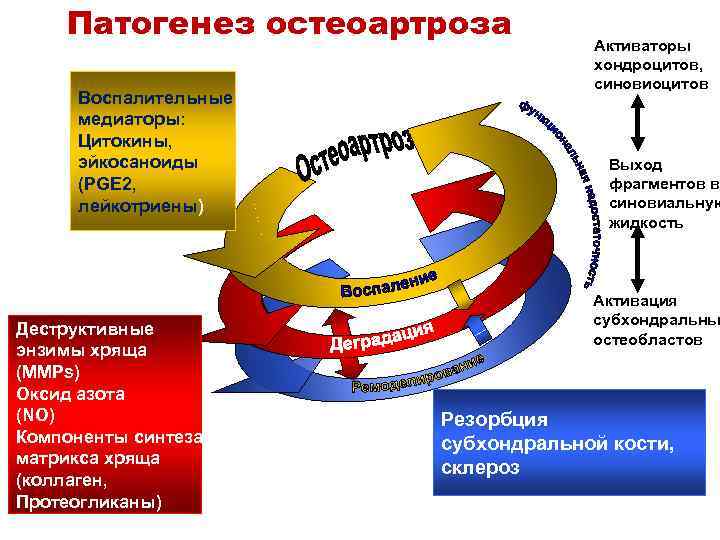 Патогенез остеоартроза Воспалительные медиаторы: Цитокины, эйкосаноиды (PGE 2, лейкотриены) Деструктивные энзимы хряща (MMPs) Оксид