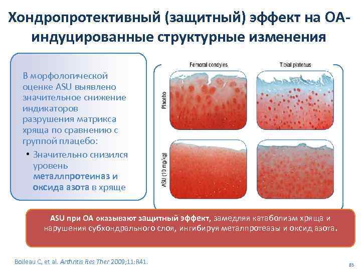 Хондропротективный (защитный) эффект на OAиндуцированные структурные изменения В морфологической оценке ASU выявлено значительное снижение