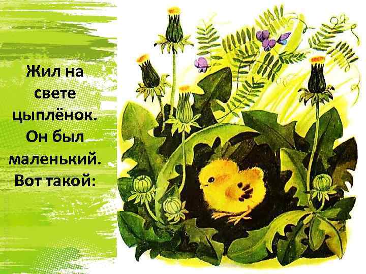 Жил на свете цыплёнок. Он был маленький. Вот такой: 