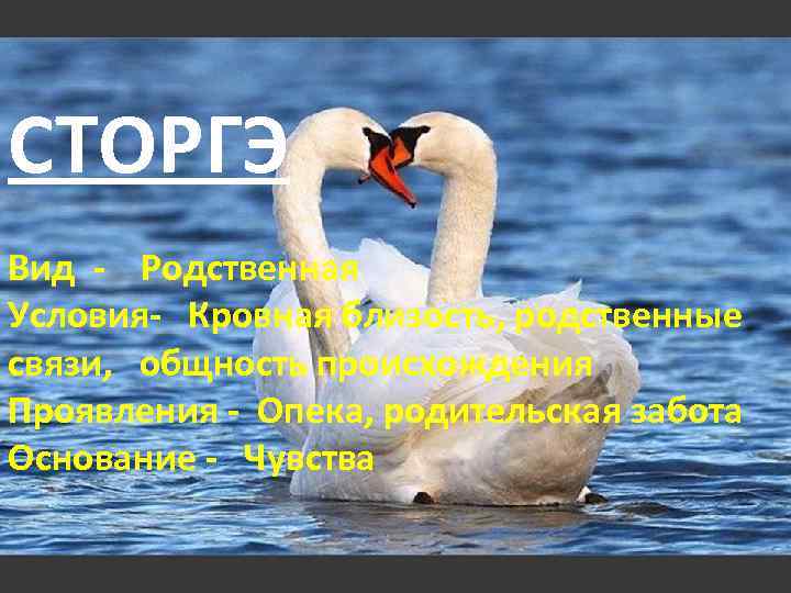 СТОРГЭ Вид - Родственная Условия- Кровная близость, родственные связи, общность происхождения Проявления - Опека,