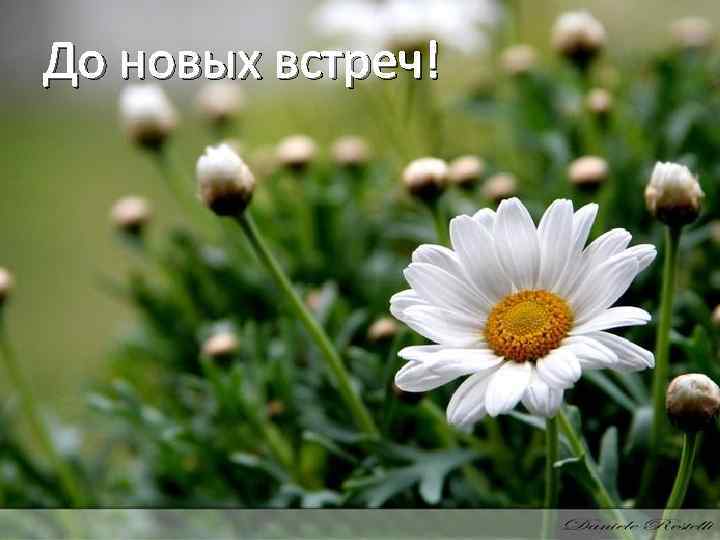 До новых встреч! 