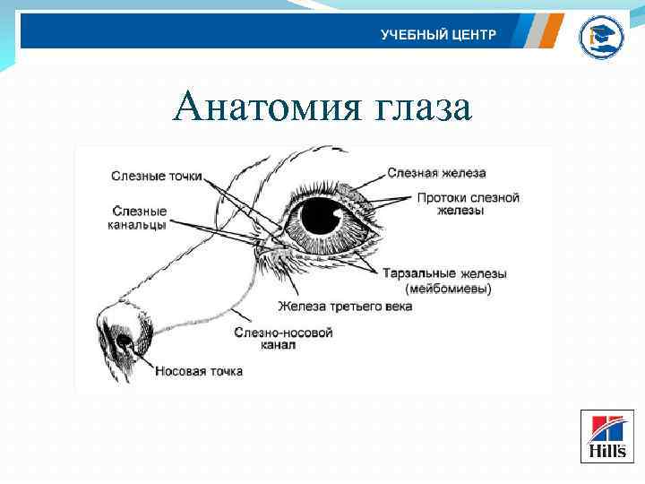 Слезные железы у собак. Слезная железа у собаки анатомия. Строение глаза слезная железа. Строение глаза животных анатомия. Репозиция слёзной железы третьего века.