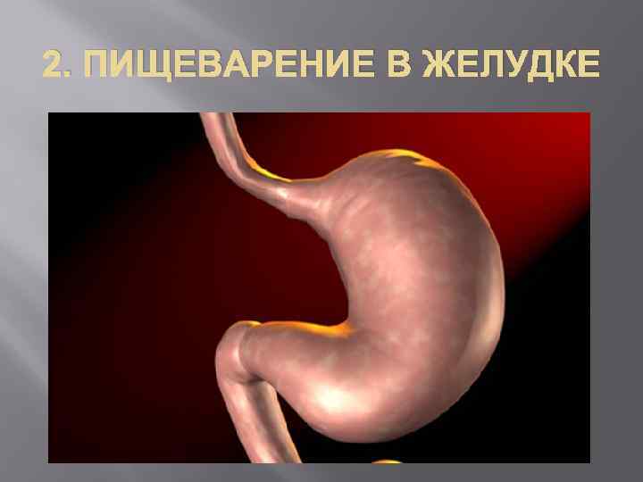 2. ПИЩЕВАРЕНИЕ В ЖЕЛУДКЕ 