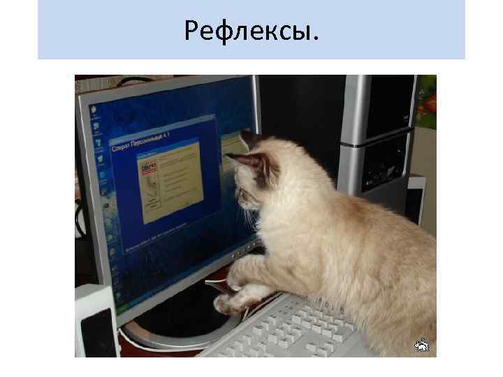 Рефлексы. 