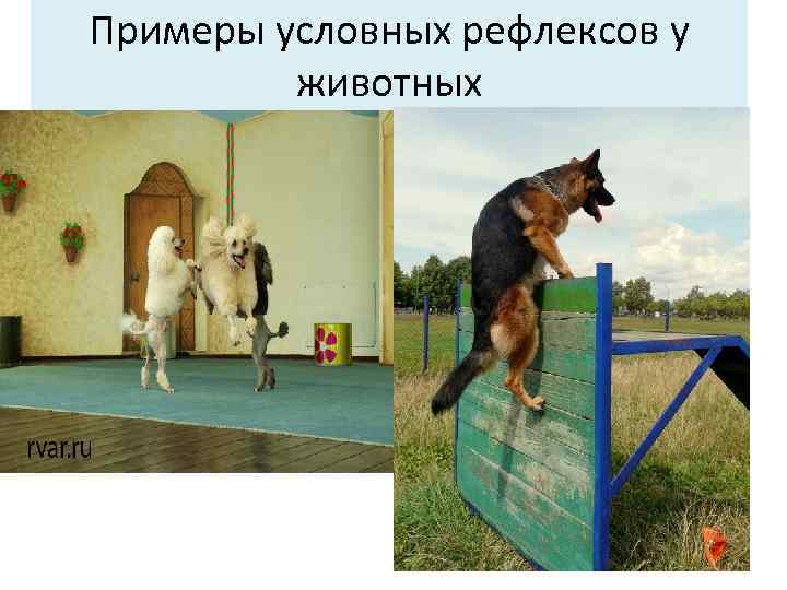 Примеры условных рефлексов у животных 