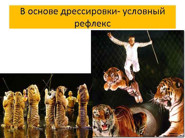 В основе дрессировки- условный рефлекс 