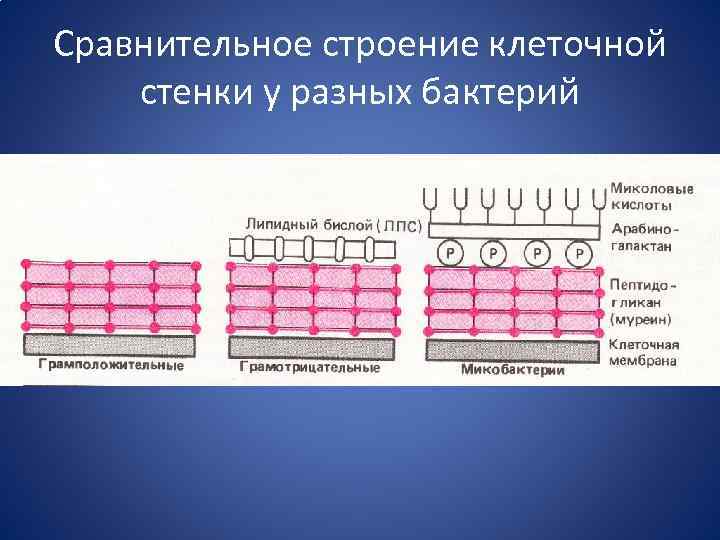 Строение сравнения