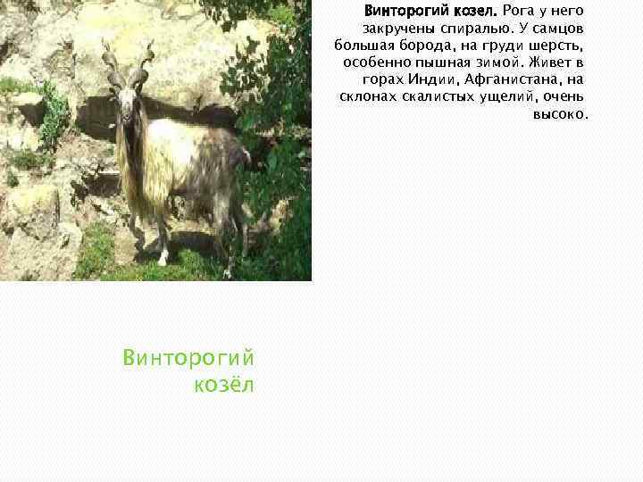 Где живет винторогий козел. Винторогий козел Иран. Винторогий козел ареал обитания. Винторогий козёл самка. Козёл Винторогий живёт.