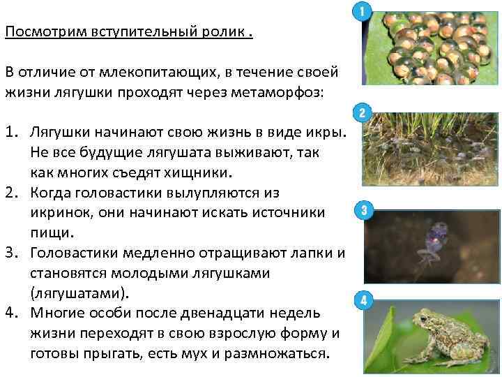 Посмотрим вступительный ролик. В отличие от млекопитающих, в течение своей жизни лягушки проходят через