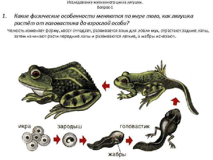 Исследование жизненного цикла лягушки. Вопрос-1 1. Какие физические особенности меняются по мере того, как
