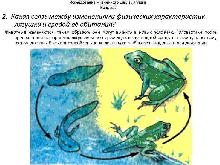 Исследование жизненного цикла лягушки. Вопрос-2 2. Какая связь между изменениями физических характеристик лягушки и