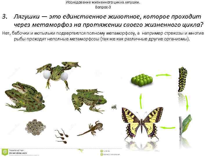 Исследование жизненного цикла лягушки. Вопрос-3 3. Лягушки — это единственное животное, которое проходит через