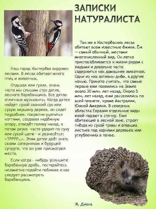 Наш город Костерёво окружен лесами. В лесах обитают много птиц и животных. Отдыхая или