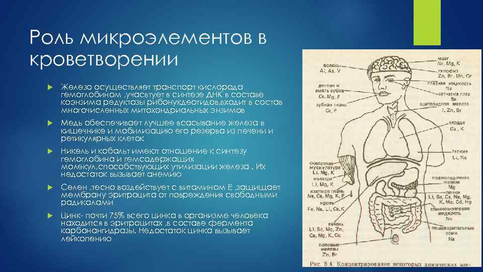 Роль микроэлементов в кроветворении Железо осуществляет транспорт кислорода гемоглобином , учасвтует в синтезе ДНК