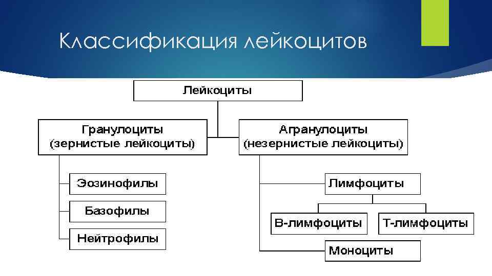 Классификация лейкоцитов 