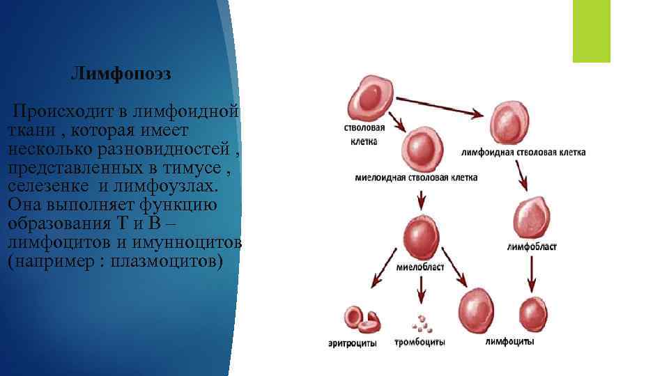 Лимфопоэз Происходит в лимфоидной ткани , которая имеет несколько разновидностей , представленных в тимусе