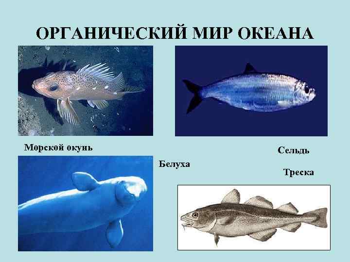 ОРГАНИЧЕСКИЙ МИР ОКЕАНА Морской окунь Сельдь Белуха Треска 