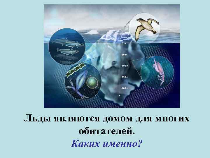 Льды являются домом для многих обитателей. Каких именно? 