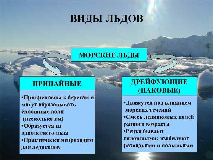 ВИДЫ ЛЬДОВ МОРСКИЕ ЛЬДЫ ПРИПАЙНЫЕ • Прикреплены к берегам и могут образовывать сплошные поля