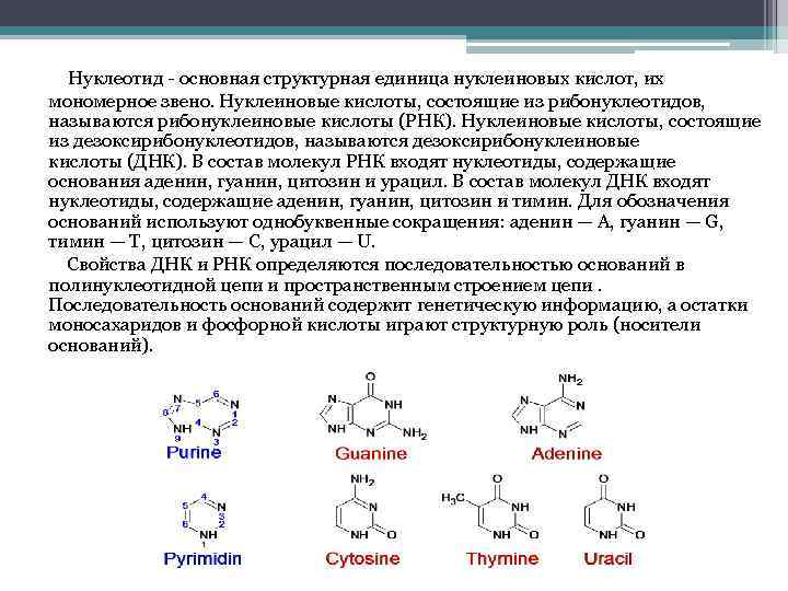 Нуклеиновые кислоты моносахариды. Основная формула нуклеиновых кислот. Мономерные звенья нуклеиновых кислот. Нуклеиновые кислоты структурная формула. Общая структурная формула нуклеиновых кислот.