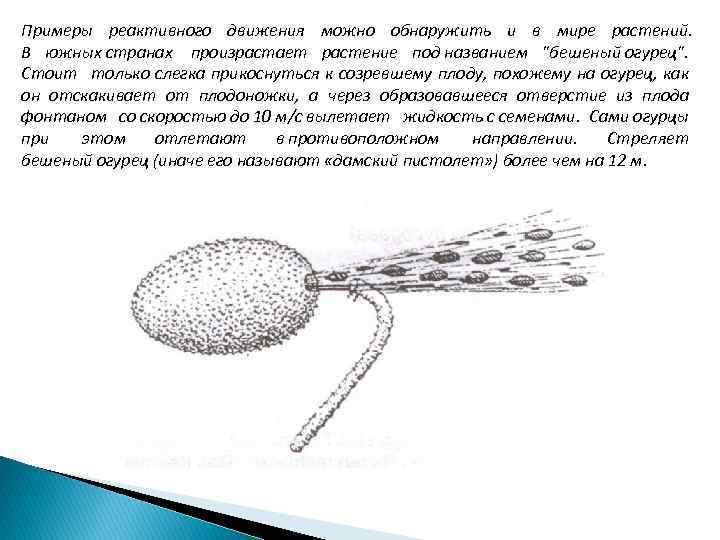 Примеры реактивного движения можно обнаружить и в мире растений. В южных странах произрастает растение