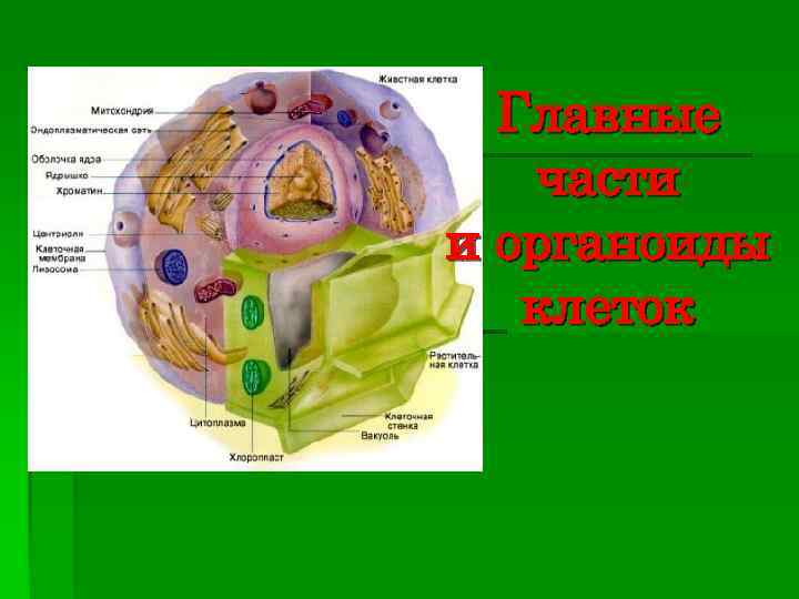 Главные части и органоиды клеток 