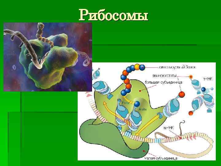 Рибосомы 