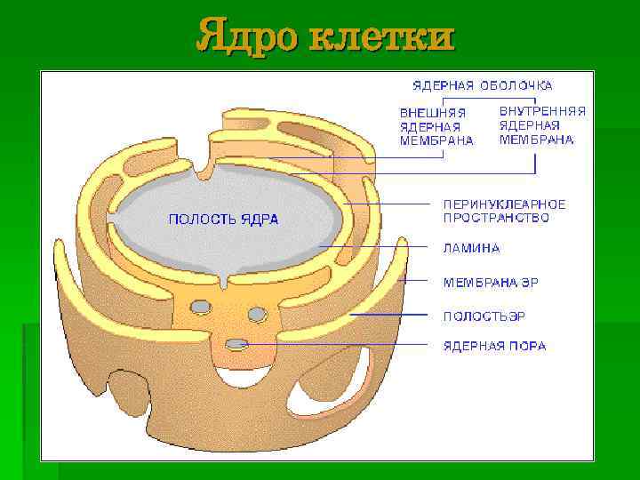 Ядро клетки 