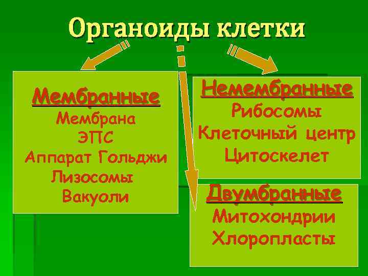 Органоиды клетки Мембранные Мембрана ЭПС Аппарат Гольджи Лизосомы Вакуоли Немембранные Рибосомы Клеточный центр Цитоскелет