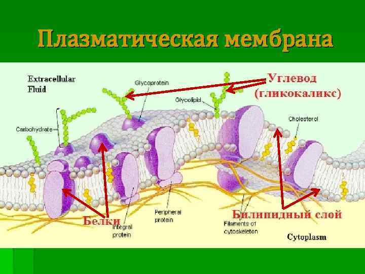 Строение плазматической мембраны. Схема строения плазматической мембраны. Плазматическая мембрана гликокаликс.