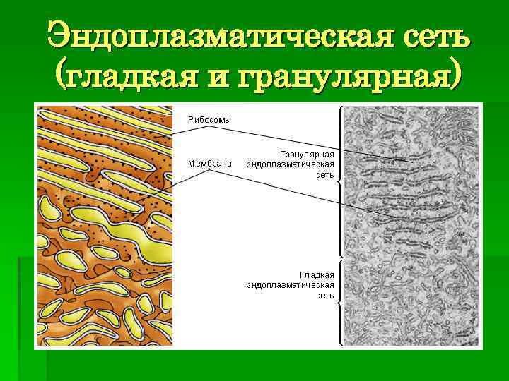 Эндоплазматическая сеть (гладкая и гранулярная) 