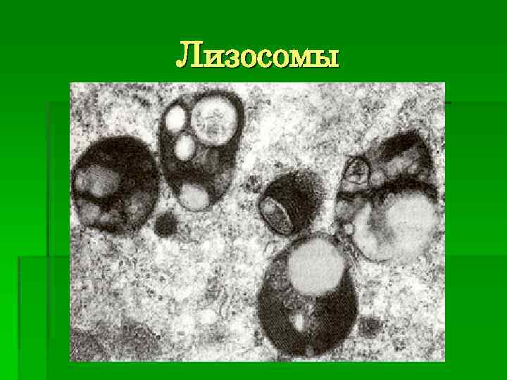 Лизосомы 