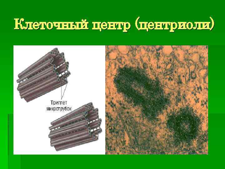 Клеточный центр (центриоли) 
