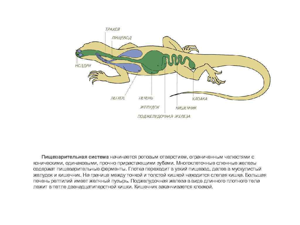 Схема рептилий. Пищеварительная система пресмыкающихся рептилий. Внутреннее строение пресмыкающихся пищеварительная система. Пищеварительная система рептилий схема. Пищеварительная система ящерицы схема.